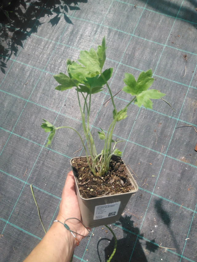 Ostrožka Benary’s Pacific Blue Bird - 2. 7. 2025