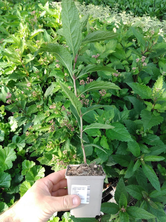 Punavirma Baby Joe - 2024