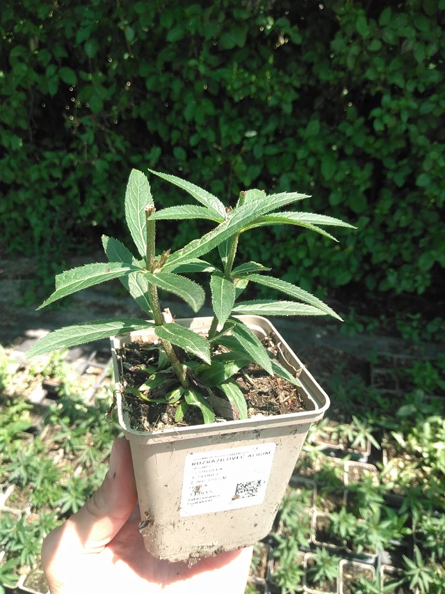 Rozrazilovec Album - 24. 6. 2025