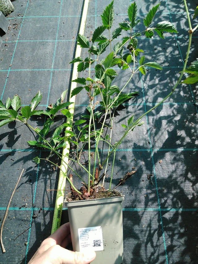 Astilbe Cattleya - 19. 8. 2025