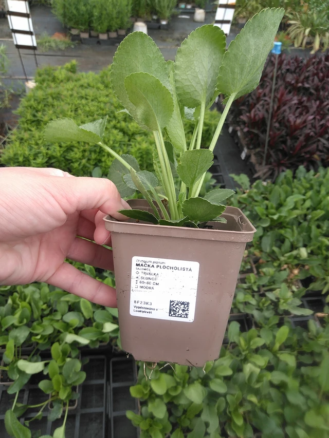 Panicaut plan - 11. 7. 2025