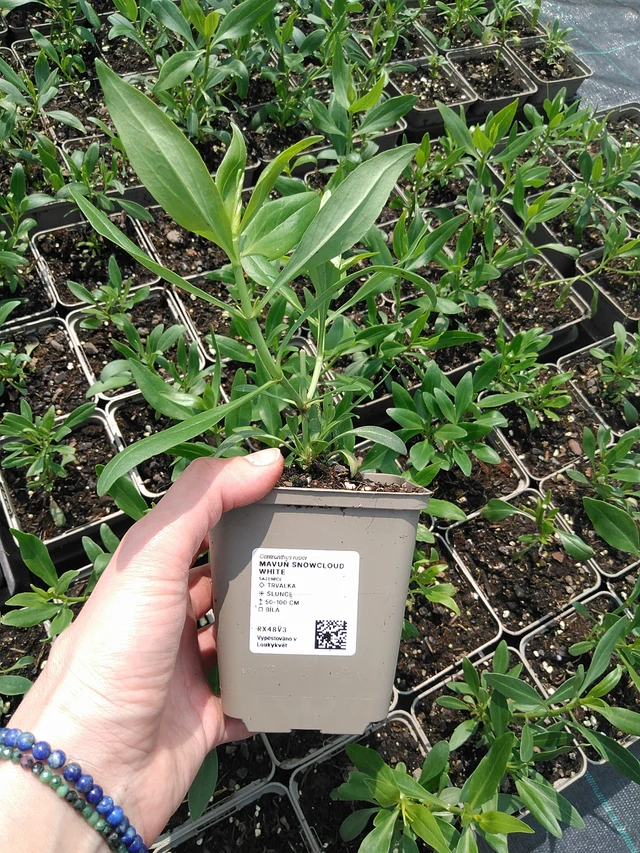 Baby's Breath Snowcloud White - 9. 6. 2025