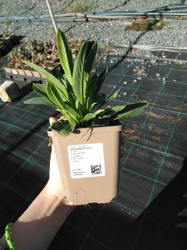 Večernica bela - 7. 4. 2026