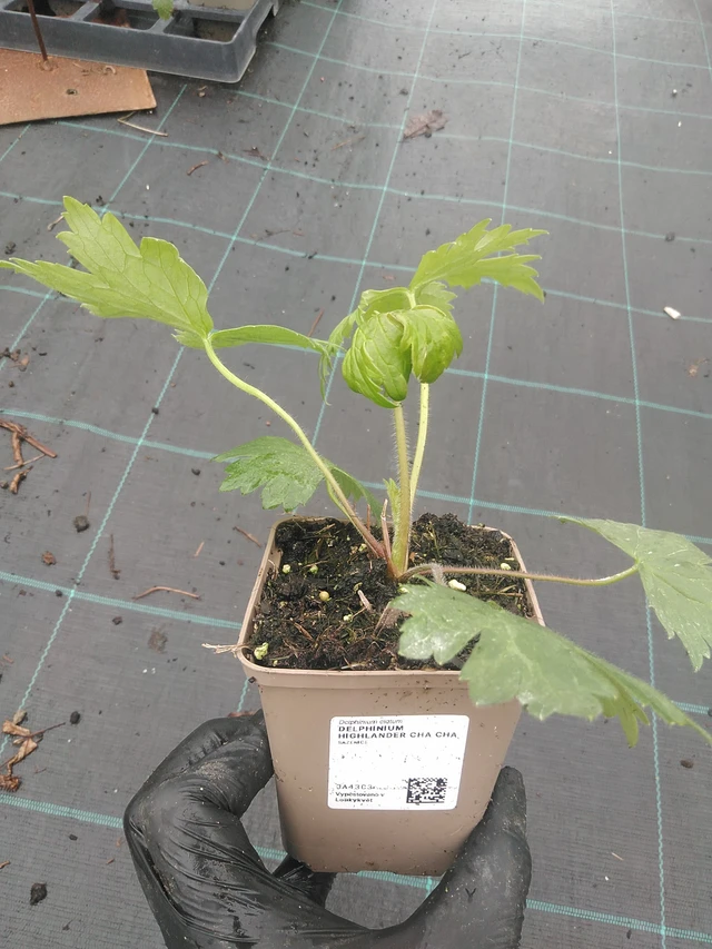 Delphinium Highlander Cha Cha - 4. 8. 2025