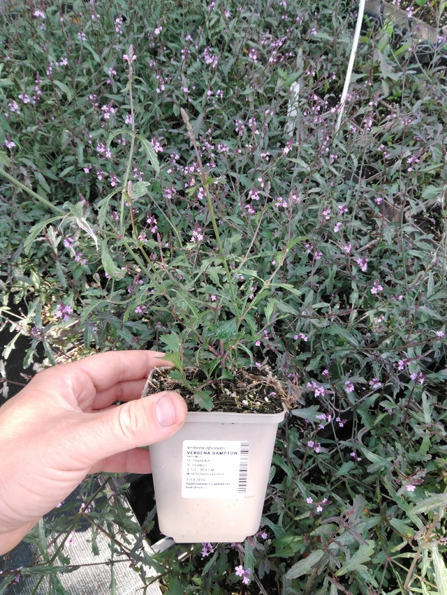 Verbena Bampton - 2024