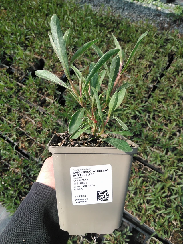 Svíčkovec Whirling Butterflies - 13. 5. 2025