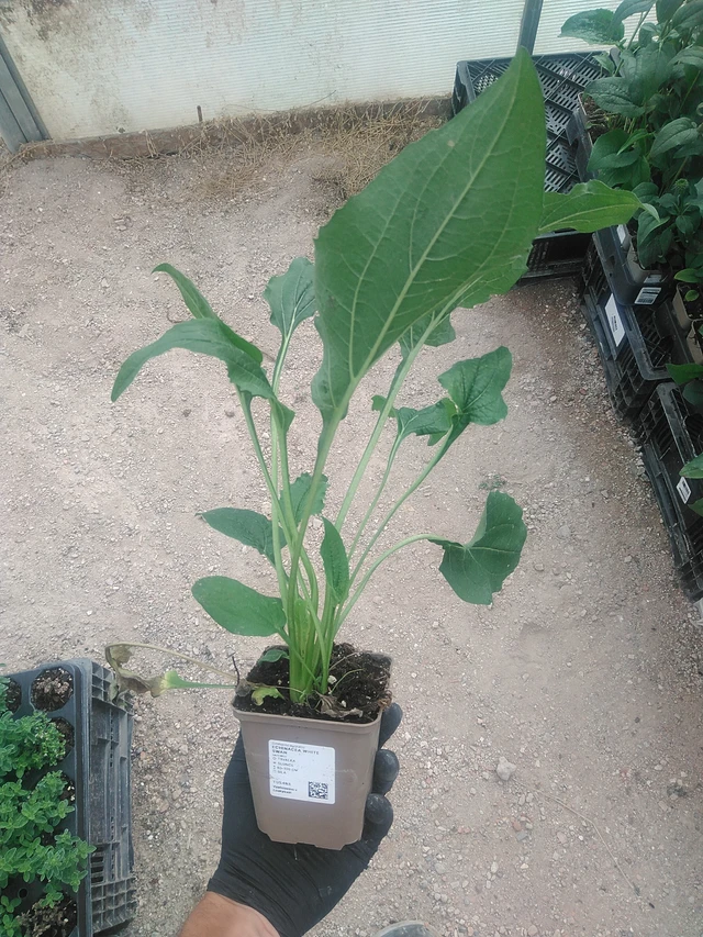 Echinacea White Swan - 10. 9. 2025