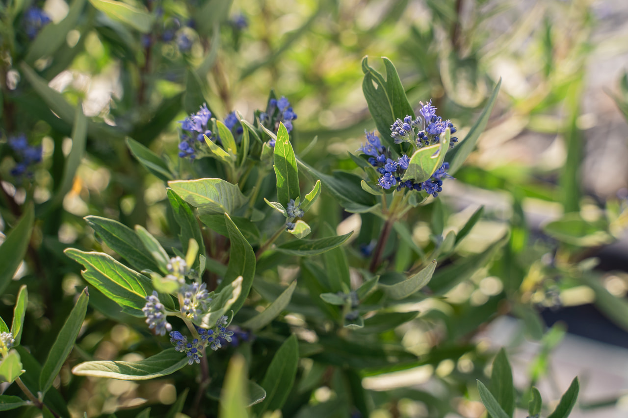 Ořechokřídlec Kew Blue, Loukykvět
