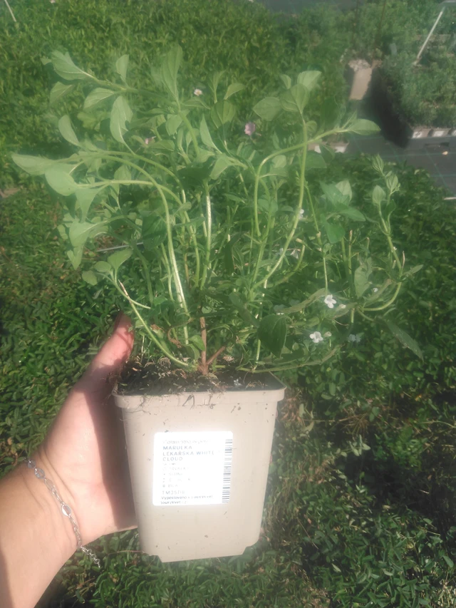 Mirrinminttu White Cloud - 2024