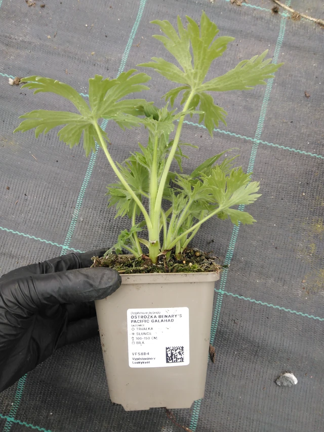 Szarkaláb Benary’s Pacific Galahad - 1. 4. 2026