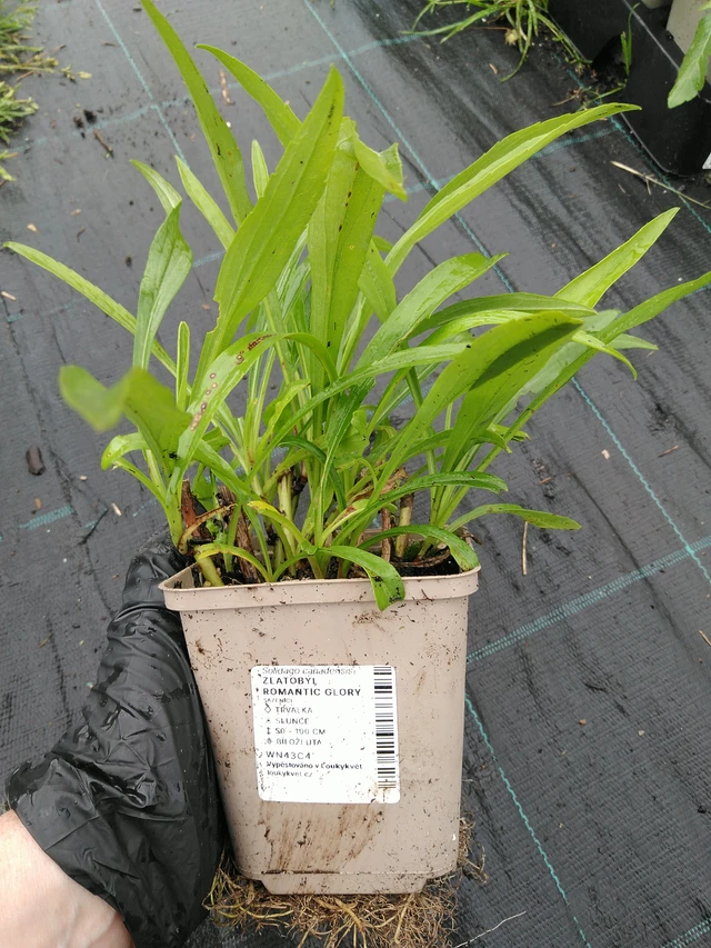 Vara de oro Romantic Glory - 10. 9. 2025