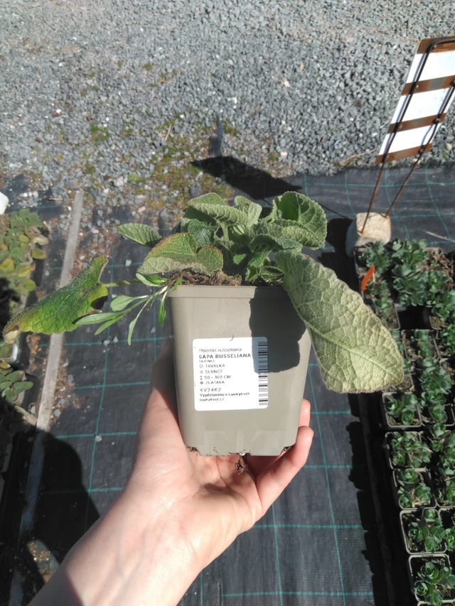 Lyhtykoiso Russeliana - 3. 4. 2025