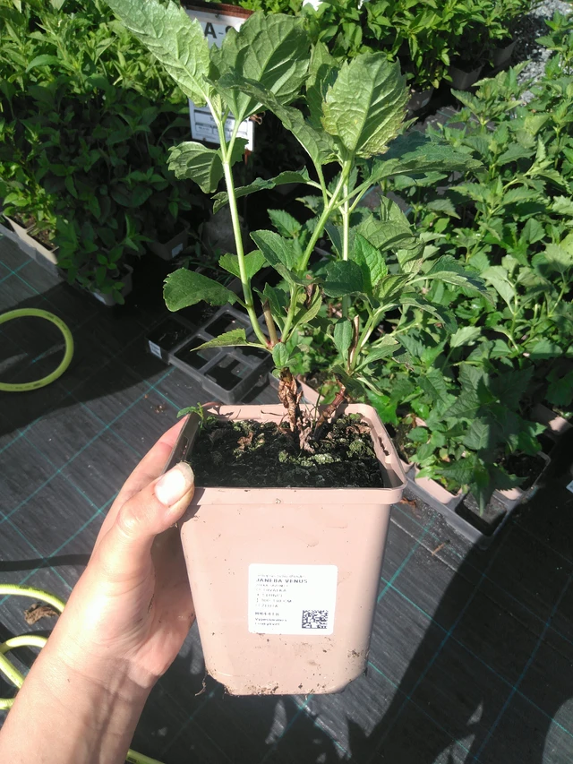 Punalehtivihma Snowball - 11. 7. 2025