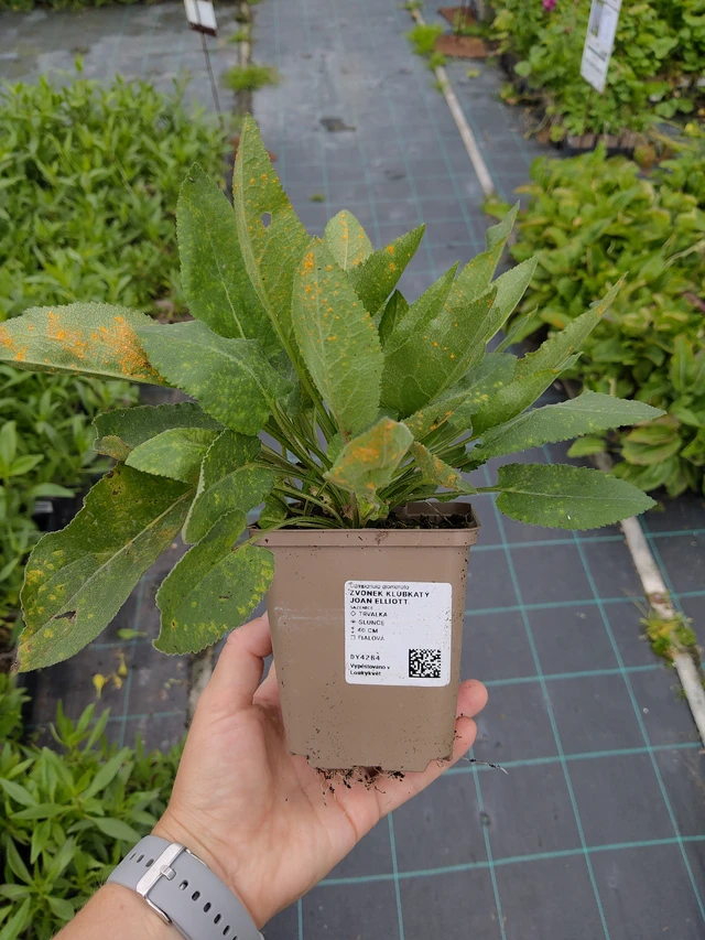 Karpaattienkello Joan Elliott - 10. 9. 2025