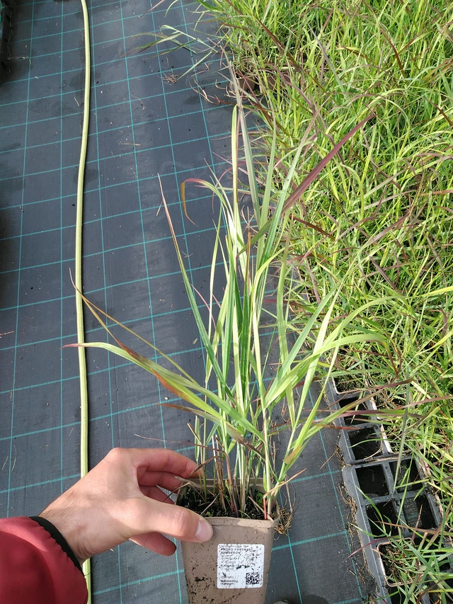 Vingergras Rehbraun - 28. 7. 2025