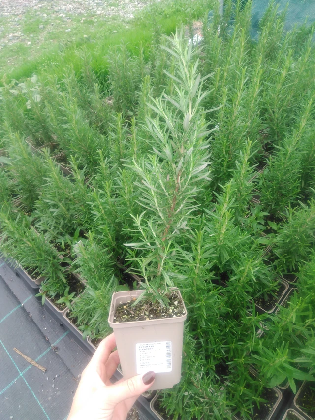 Romero Fox tail - 2024