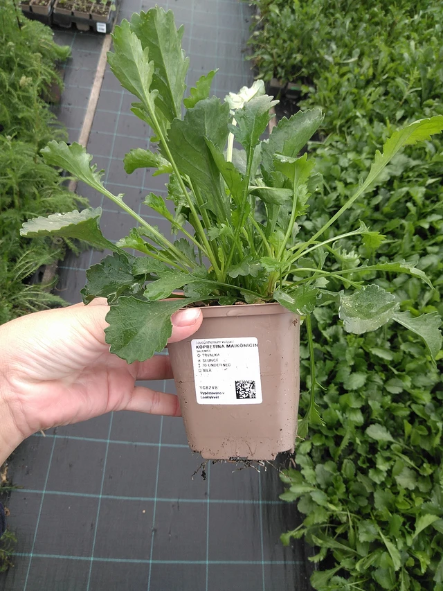 Kopretina Maikönigin - 11. 7. 2025