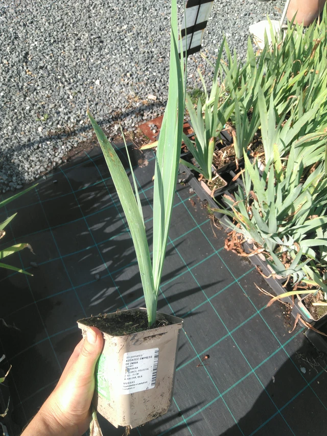 Iiris Empress of India - 11. 7. 2025