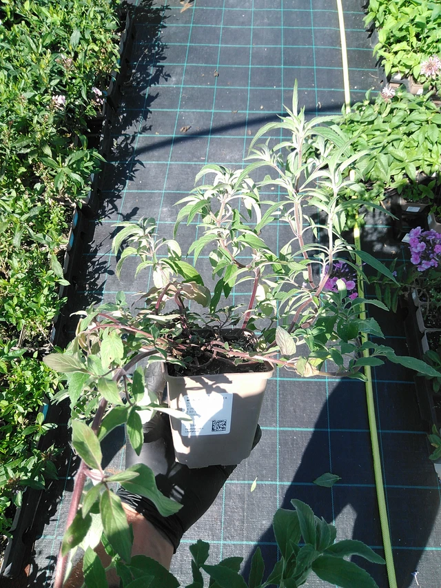 Monarda punctata - 19. 8. 2025