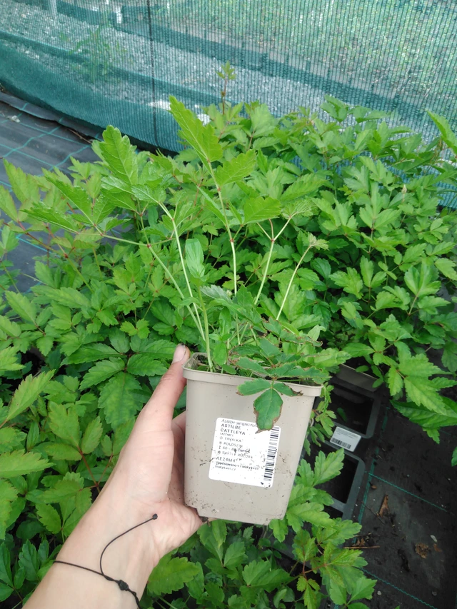 Astilbe Cattleya - 2024