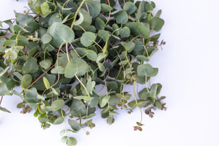 Eukalyptus Small Leaved Gum, Loukykvět