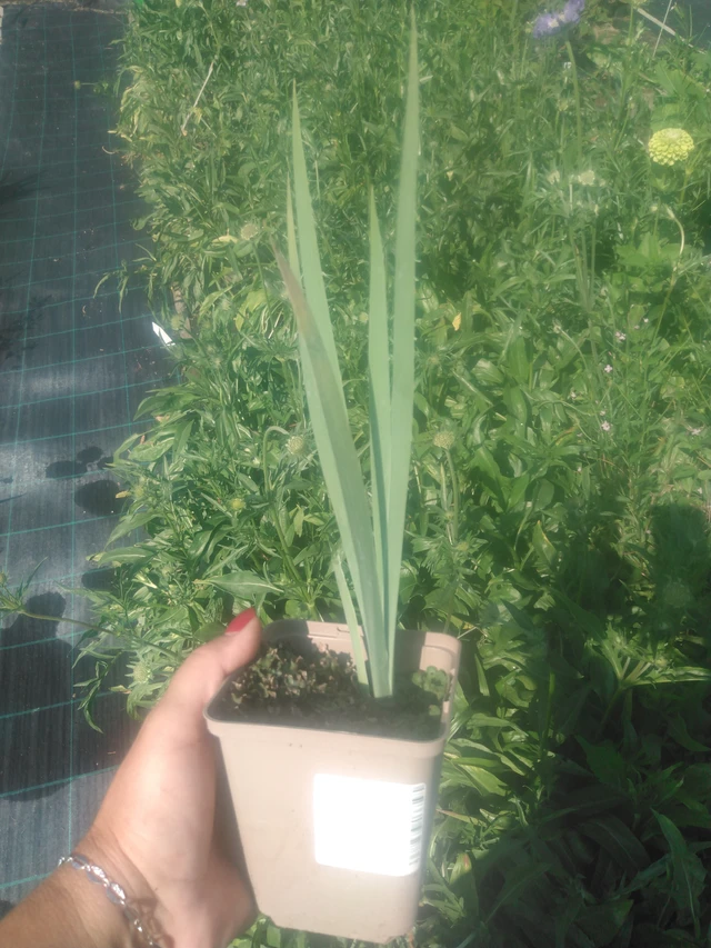 Kurjenmiekka Black Knight - 2024