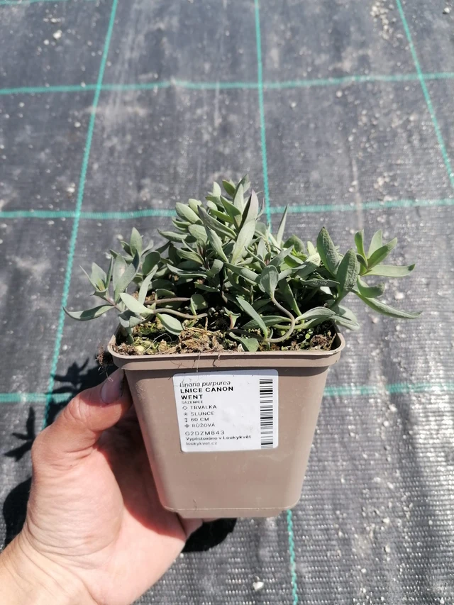 Linaria Canon Went - 2024