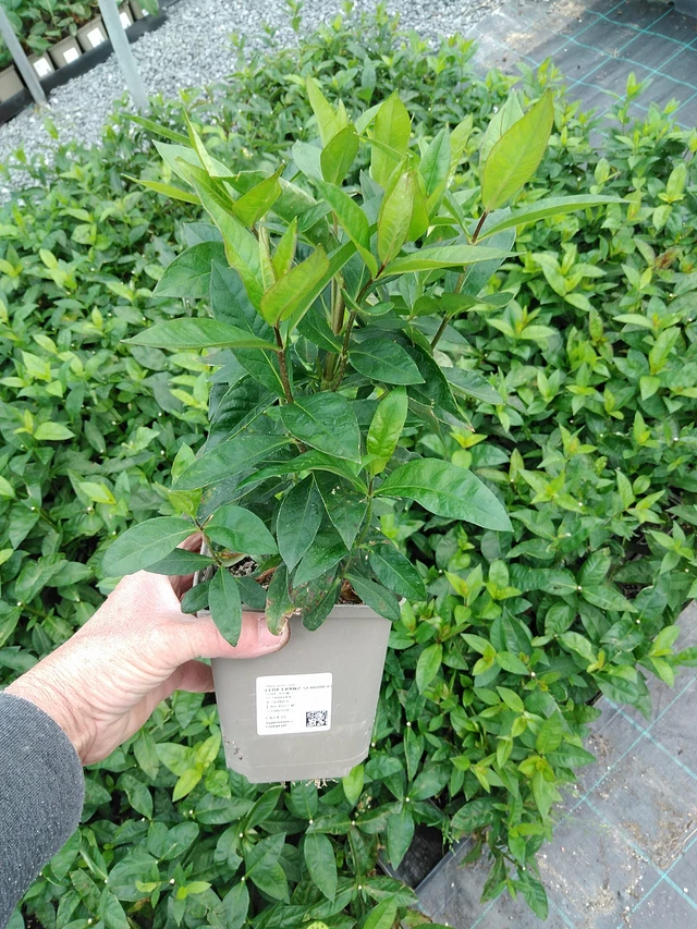 Flox Franz Schubert - 9. 6. 2025