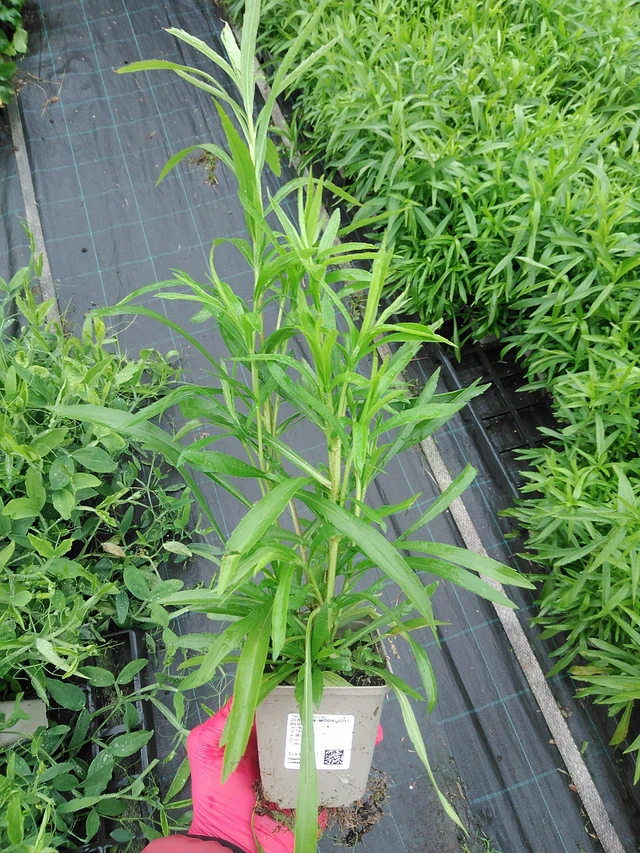 Zlatobýl Moonlight Glory - 29. 7. 2025