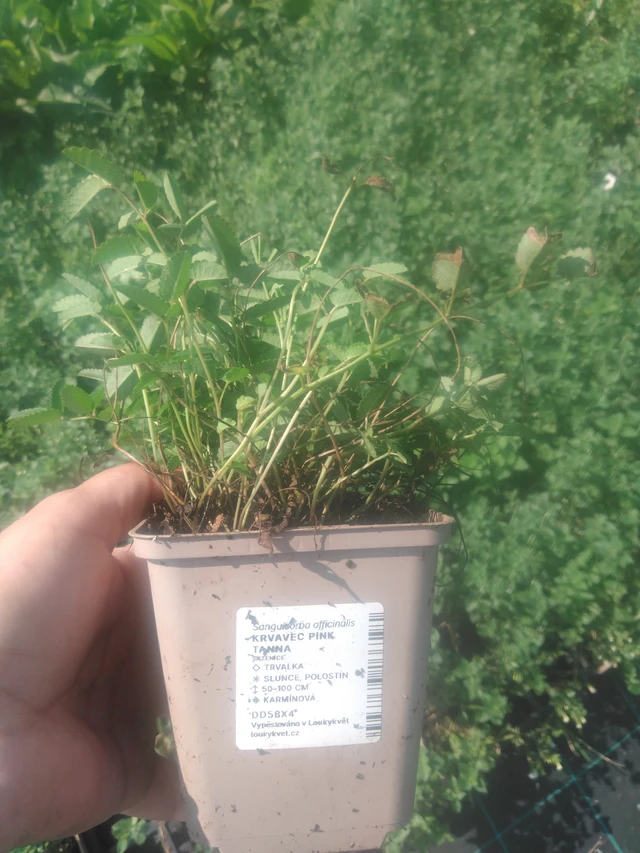 Veriruusuke Pink Tanna - 2024