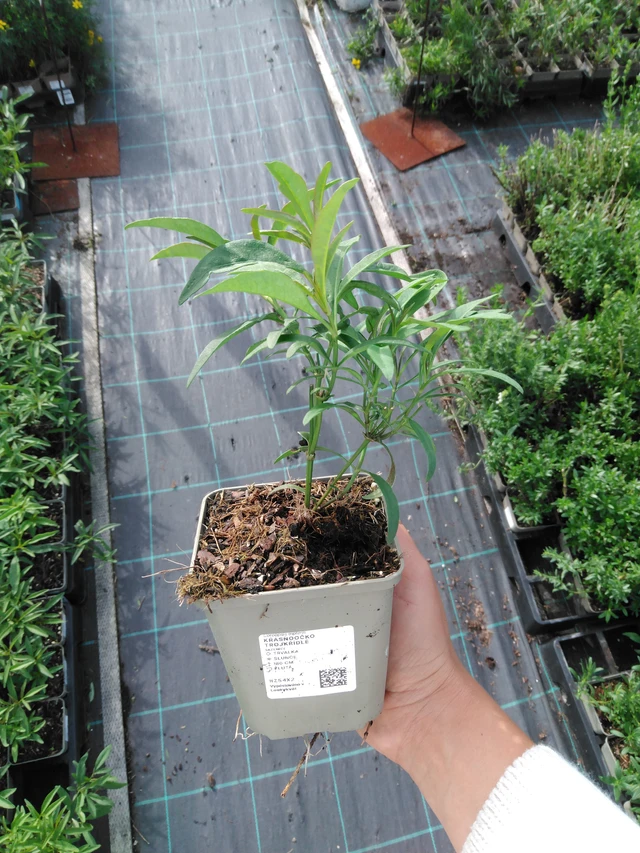 Coreopsis trojkřídlé - 11. 9. 2025