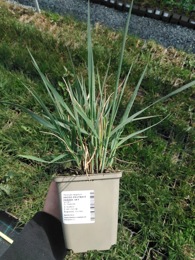 Proso prutnaté Prairie Sky - 13. 5. 2025