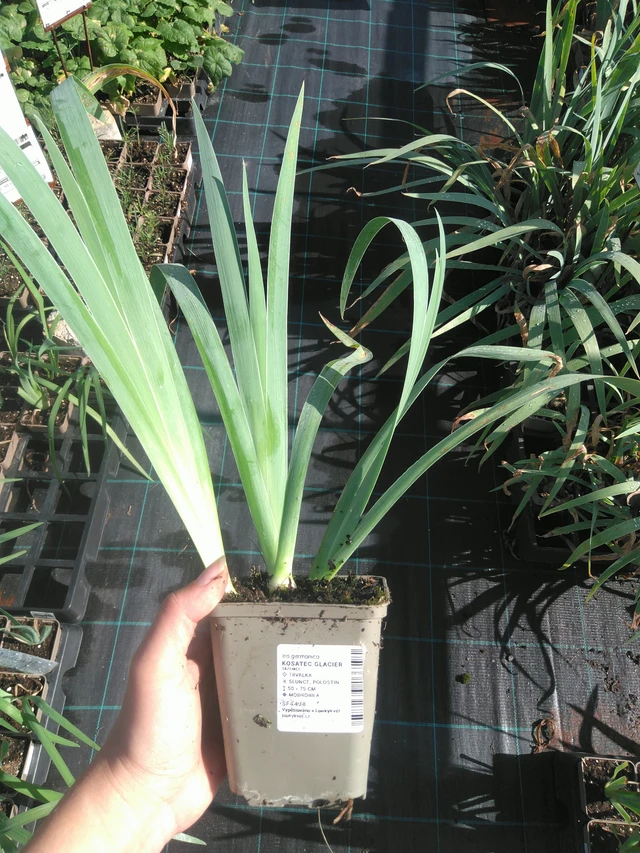 Kurjenmiekka Glacier - 11. 7. 2025