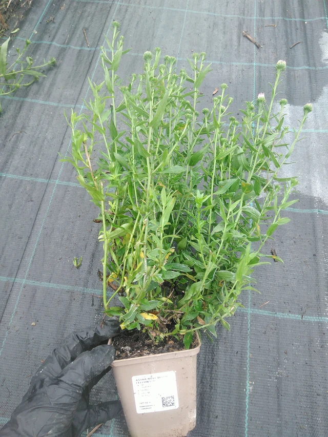 New York Aster Fellowship - 10. 9. 2025