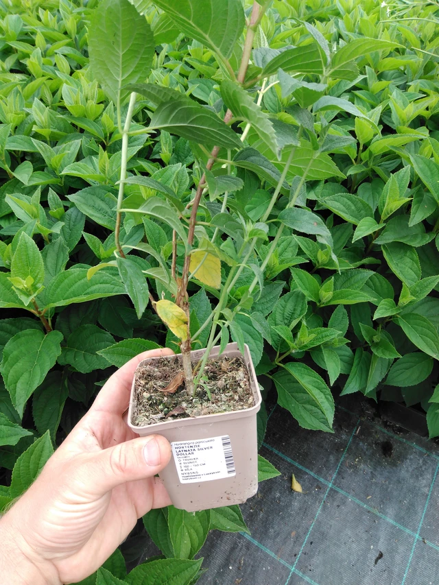 Hortenzie latnatá Silver Dollar - 2024