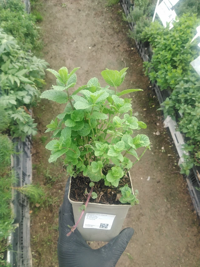 Mięta hiszpańska - 10. 9. 2025