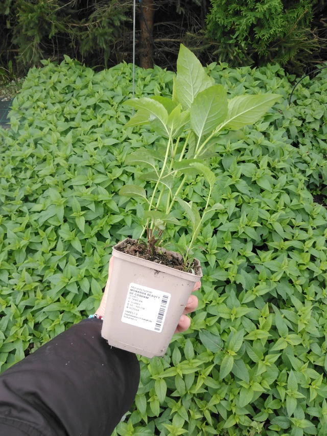 Monarda Beauty of Cobham - 2024