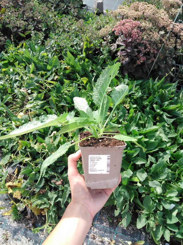 Salvia de prado Swan Lake - 2024