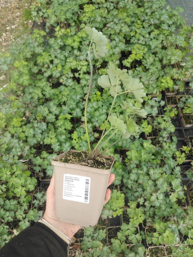 Columbine Rose Barlow - 2024