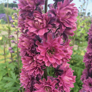 Delphinium Highlander Flamenco, Loukykvět