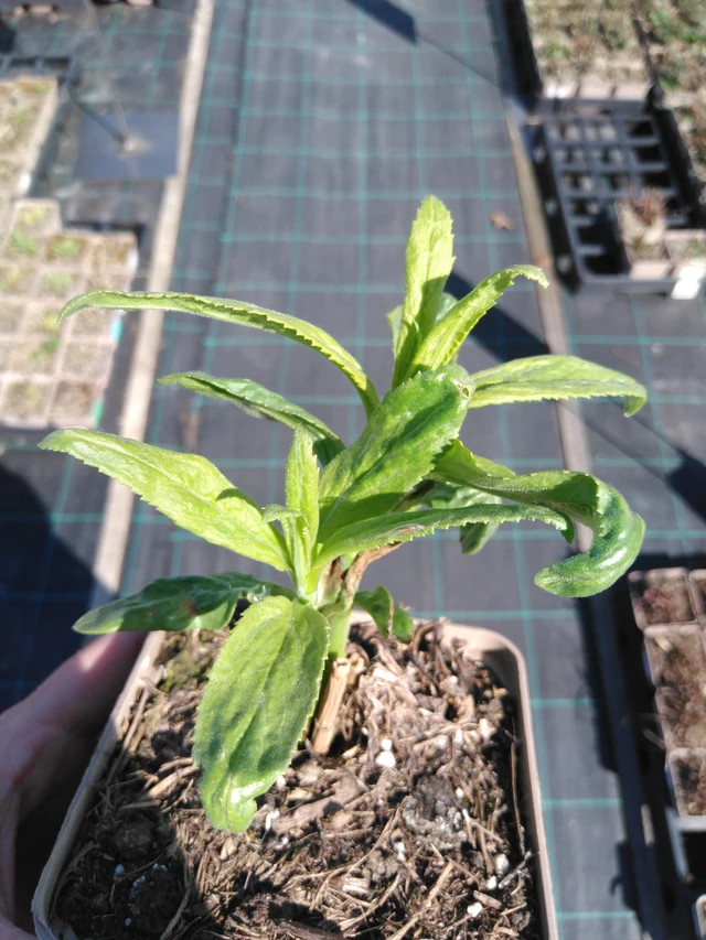 Verónica Melanie White - 3. 4. 2025