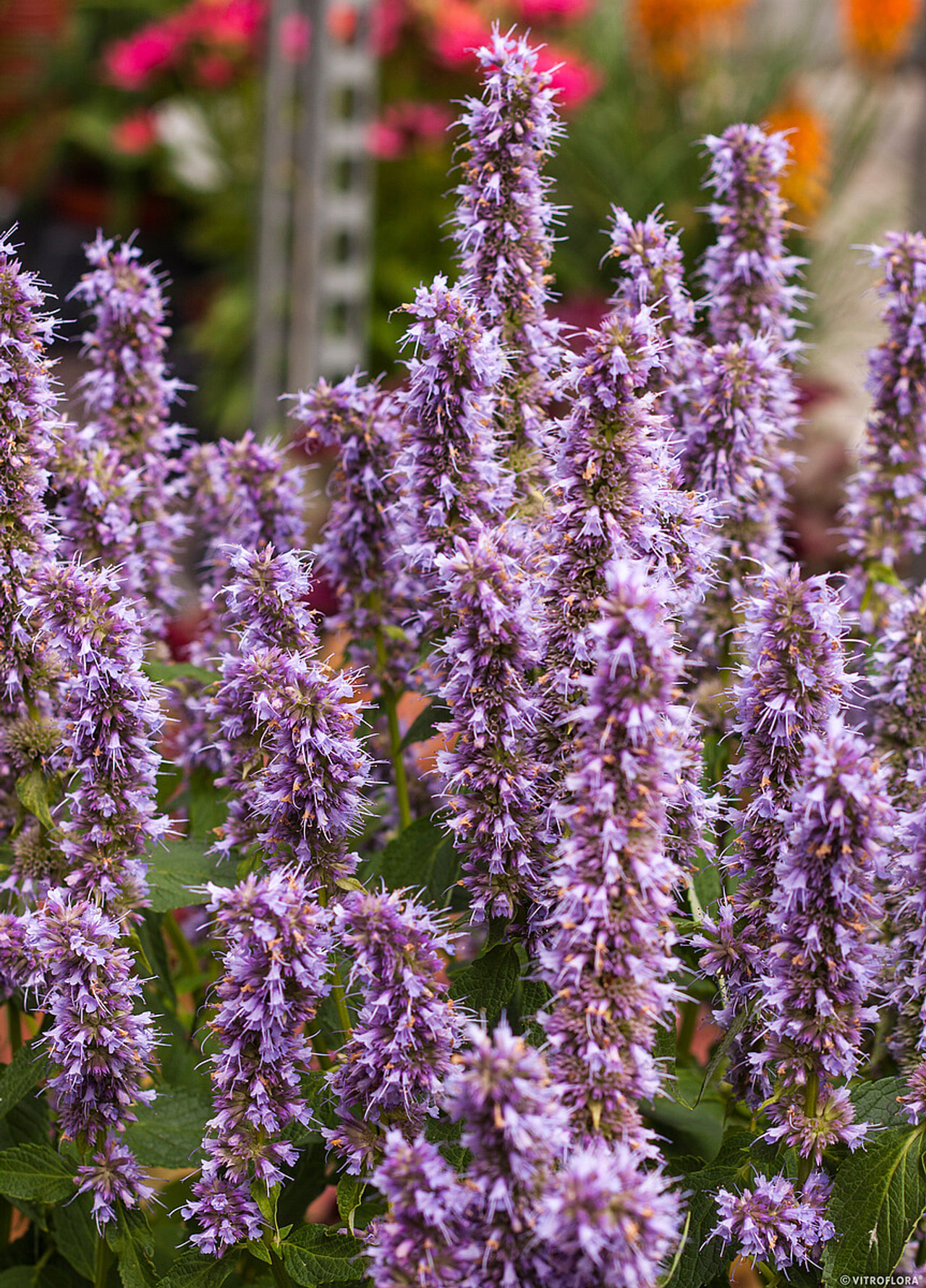 Agastache Blue Fortune, Loukykvět