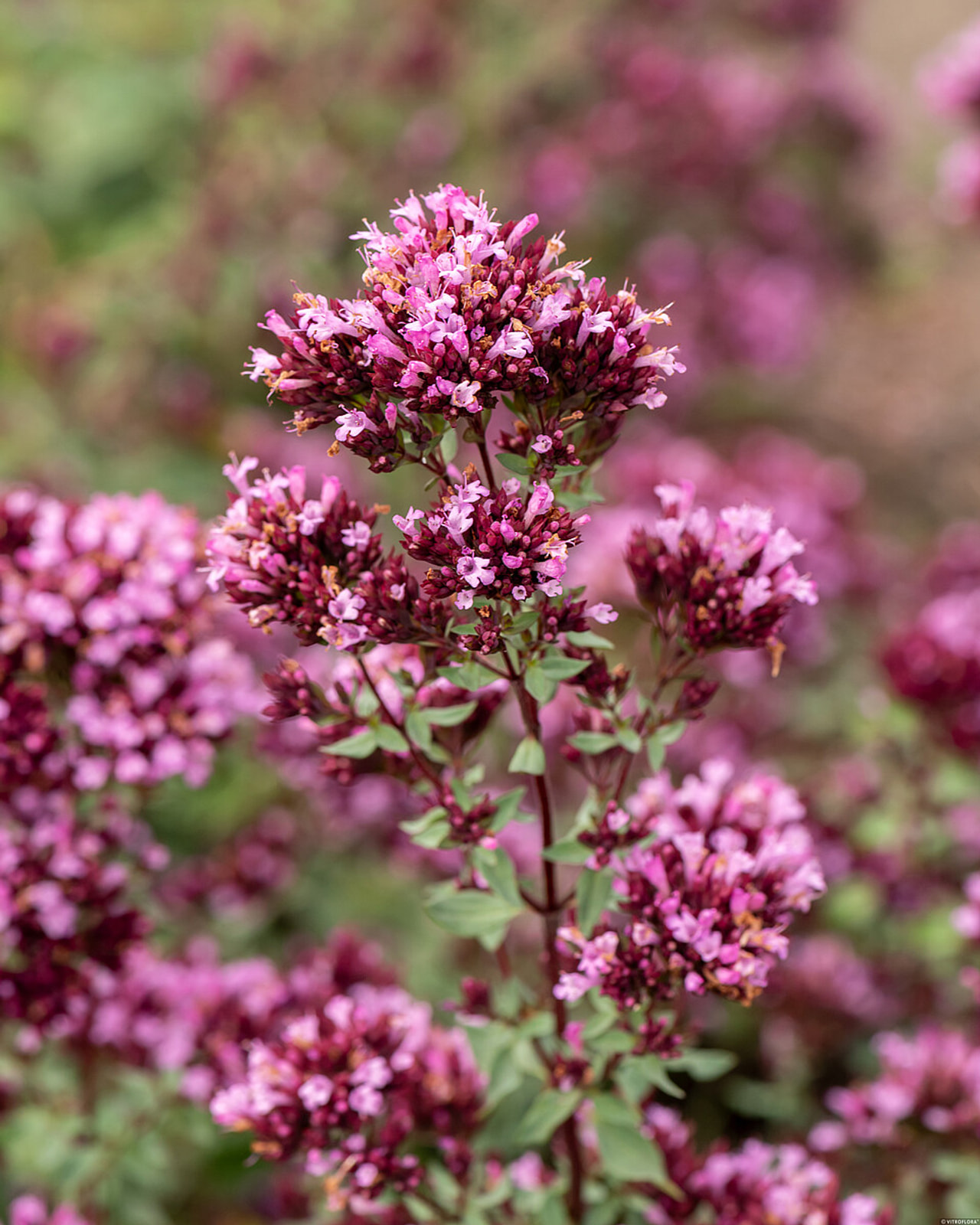 Dobromysl Herrenhausen, Loukykvět