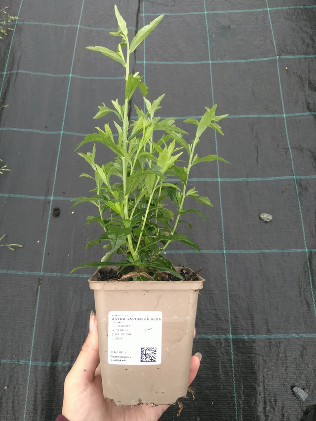 Aster japonés Alba - 11. 7. 2025