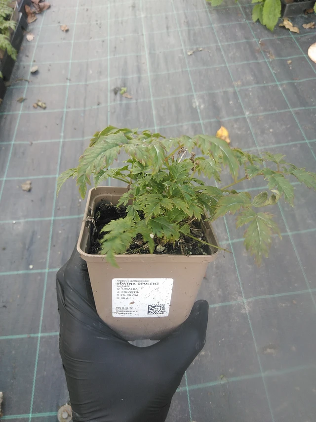 Udatna Opulenz - 13. 10. 2025