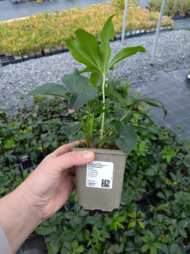 Eléboro Pretty Ellen Purple - 10. 10. 2025