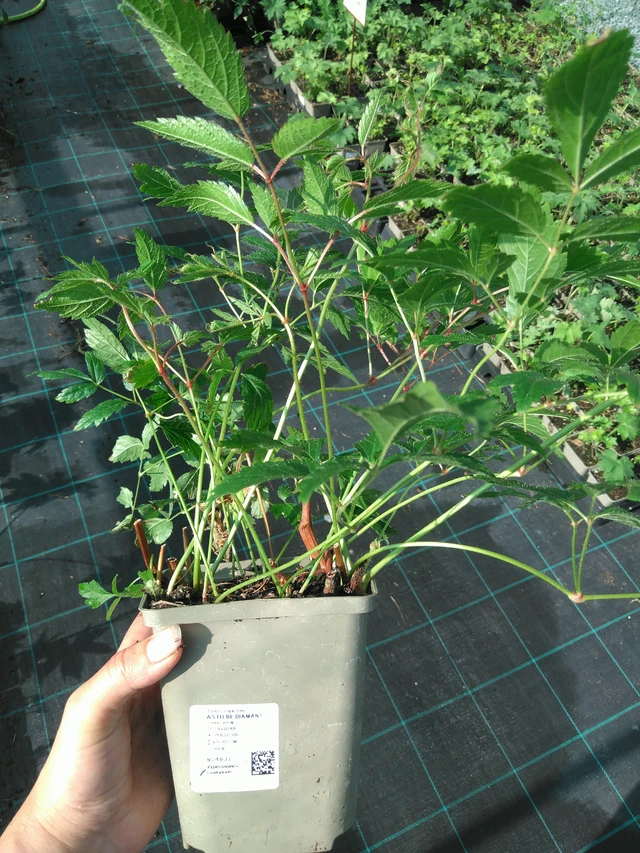 Astilbe Diamant - 11. 7. 2025