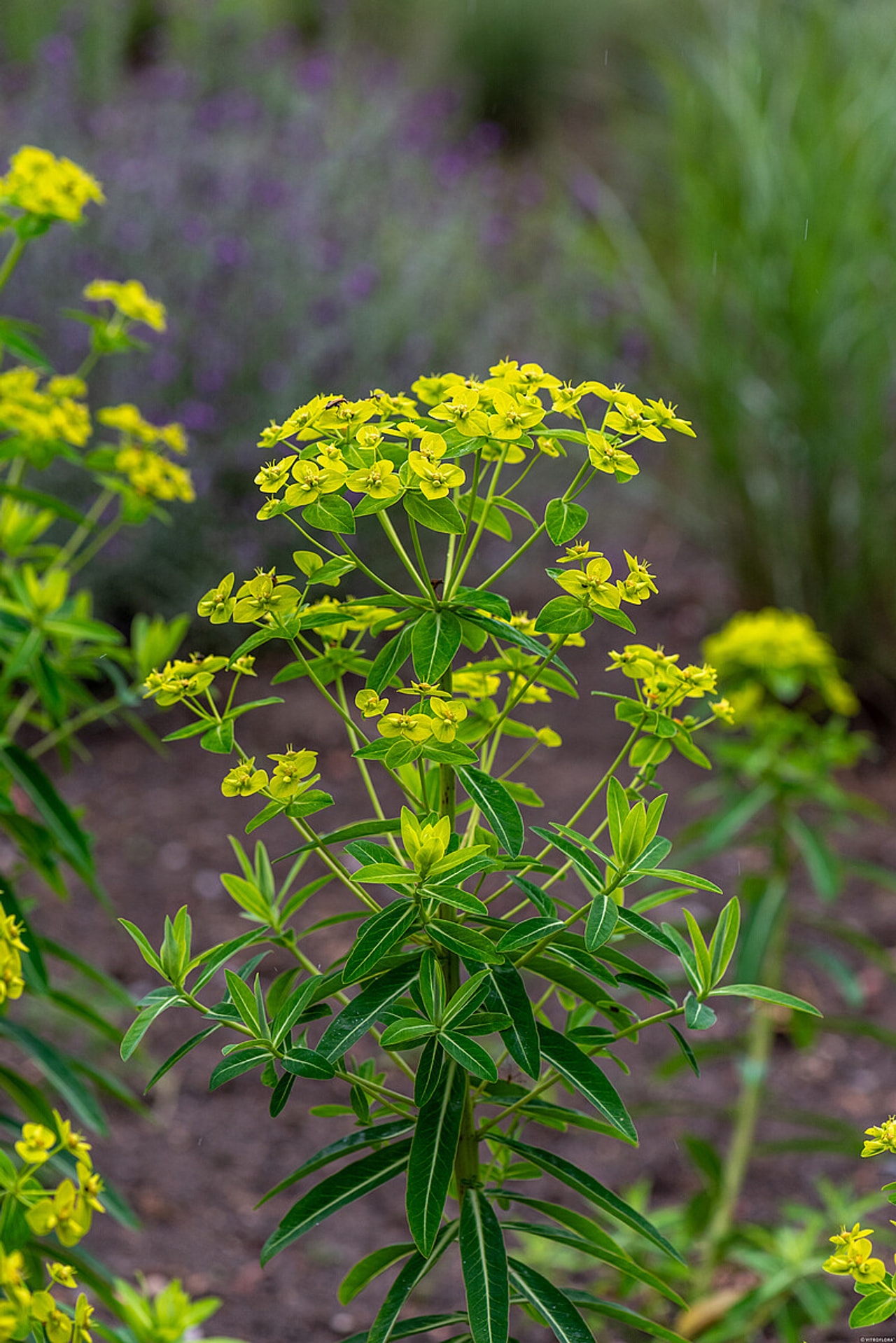 Pryšec schillingii, Loukykvět
