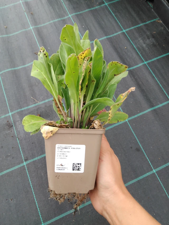 Illakko violetti - 10. 9. 2025