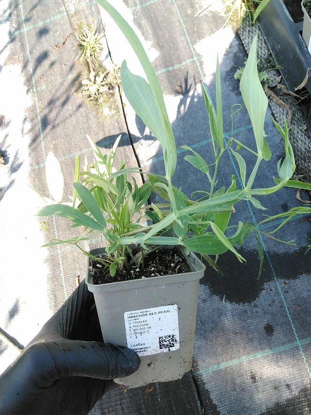 Hajuherne Red Pearl - 19. 8. 2025